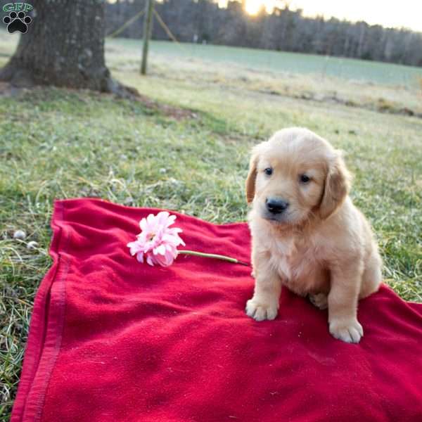 Forest, Golden Retriever Puppy